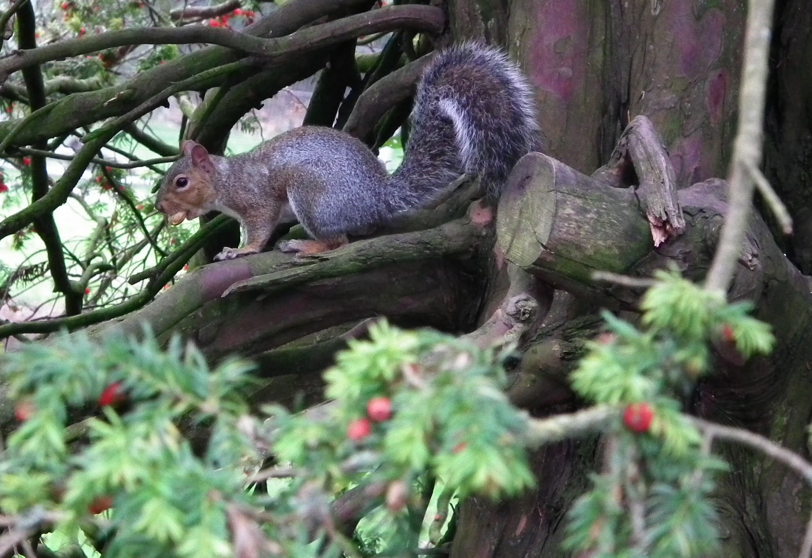 [squirel[3].jpg]